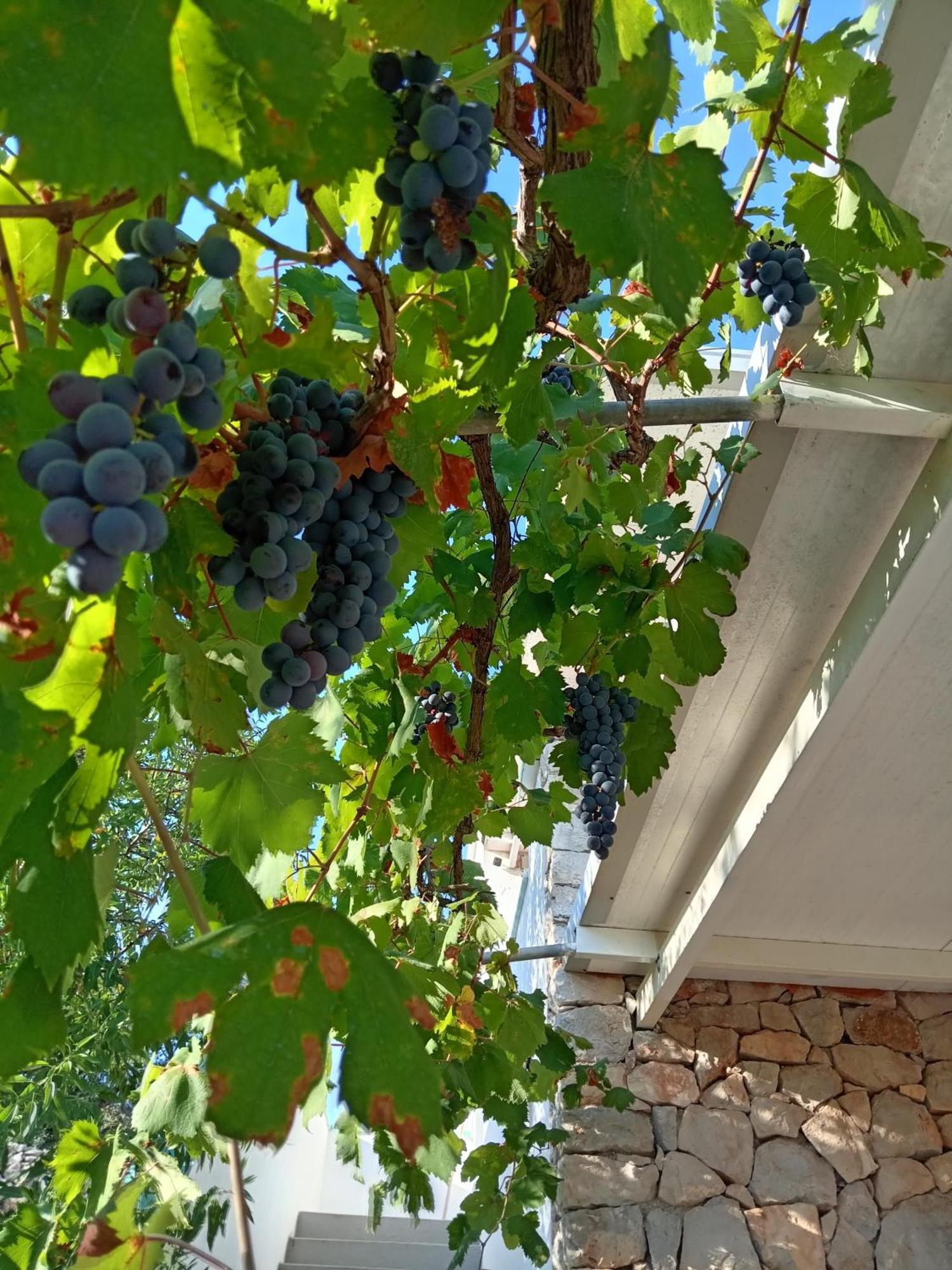 La Mennula Garden Lägenhet Salignano  Exteriör bild